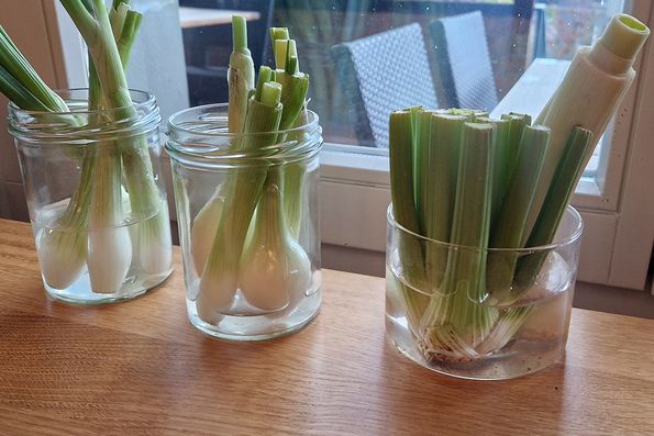 Regrowing Start: Die Gemüsereste in Wasserbad einstellen.